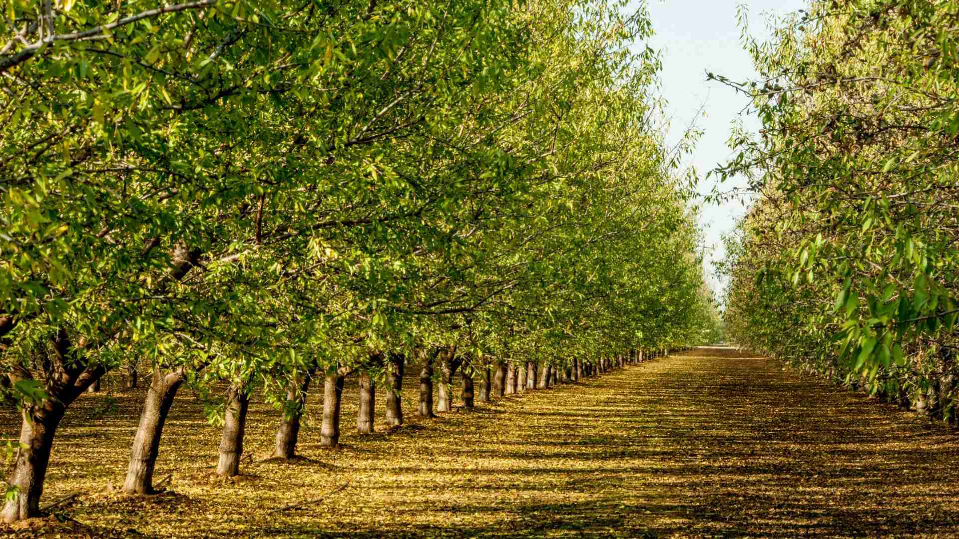 Venta de Almendras por caja al por mayor, mundo nuez